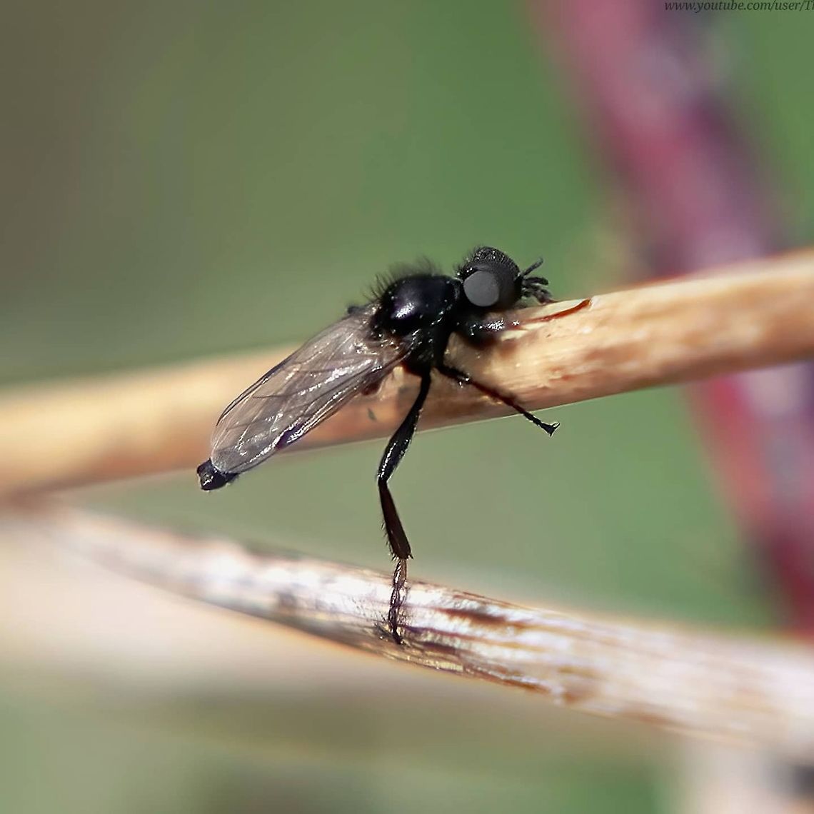 Johann's bibio (Bibio johannis) This is a short-lived, barely visible Bibio fly, a genus of flies which include St Mark&#039;s Fly (Hawthrorn fly)<br />
<br />
I actually had to lie down in a dried out cowpat to get this photo and a few others!<br />
<br />
I tried to get a video but among the grass the camera just couldn&#039;t pick it out.<br />
 Bibio johannis,Geotagged,United Kingdom