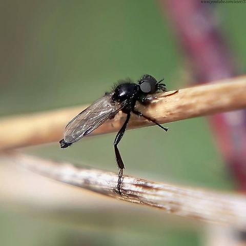 Johann's bibio (Bibio johannis) This is a short-lived, barely visible Bibio fly, a genus of flies which include St Mark's Fly (Hawthrorn fly)

I actually had to lie down in a dried out cowpat to get this photo and a few others!

I tried to get a video but among the grass the camera just couldn't pick it out.
 Bibio johannis,Geotagged,United Kingdom