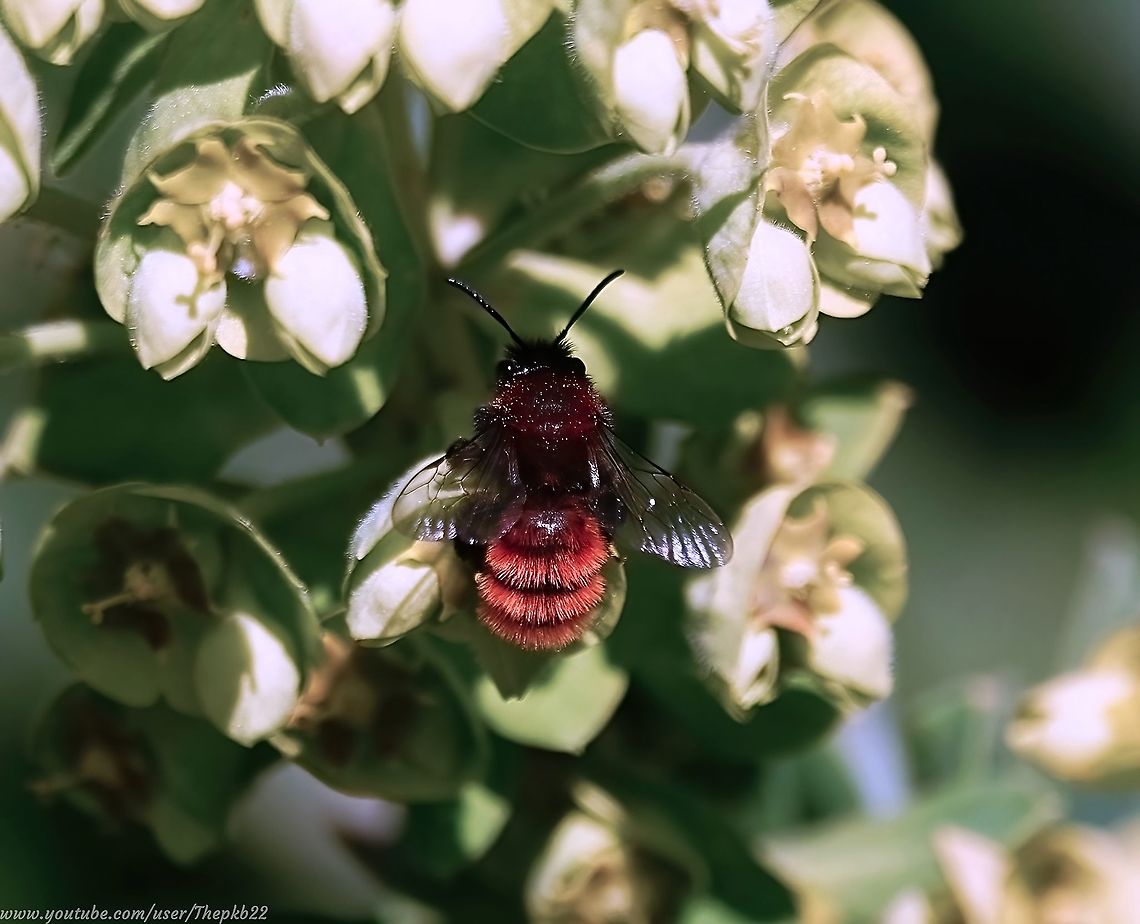 Tawny Mining Bee (Andrena fulva) Without doubt in my book, one of the most attractive &amp; distinctive of the Andrena (Mining bees) genus, covered as it is, in that fox-red hair which positively dazzles when it&#039;s fresh and in full sun.<br />
<br />
Here it is enjoying one of my Euphorbia: <section class="video"><iframe width="448" height="282" src="https://www.youtube-nocookie.com/embed/VBpt0Ogcbqk?hd=1&autoplay=0&rel=0" frameborder="0" allowfullscreen></iframe></section> Andrena fulva,Geotagged,Spring,United Kingdom