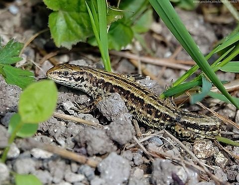 Common Viviparous Lizard (Zootoca vivipara) I feel very privileged to have had these resident in my garden for many years, and I love to see them basking or making their way through the grass which I maintain long all year, partly for their benefit.

The female in my photo has shed her tail to escape a predator, but its like to grow back in time.

To watch them watching me watching them, watch this video :   https://www.youtube.com/watch?v=TlQL2-Hzf4o                Geotagged,Spring,United Kingdom,Zootoca vivipara