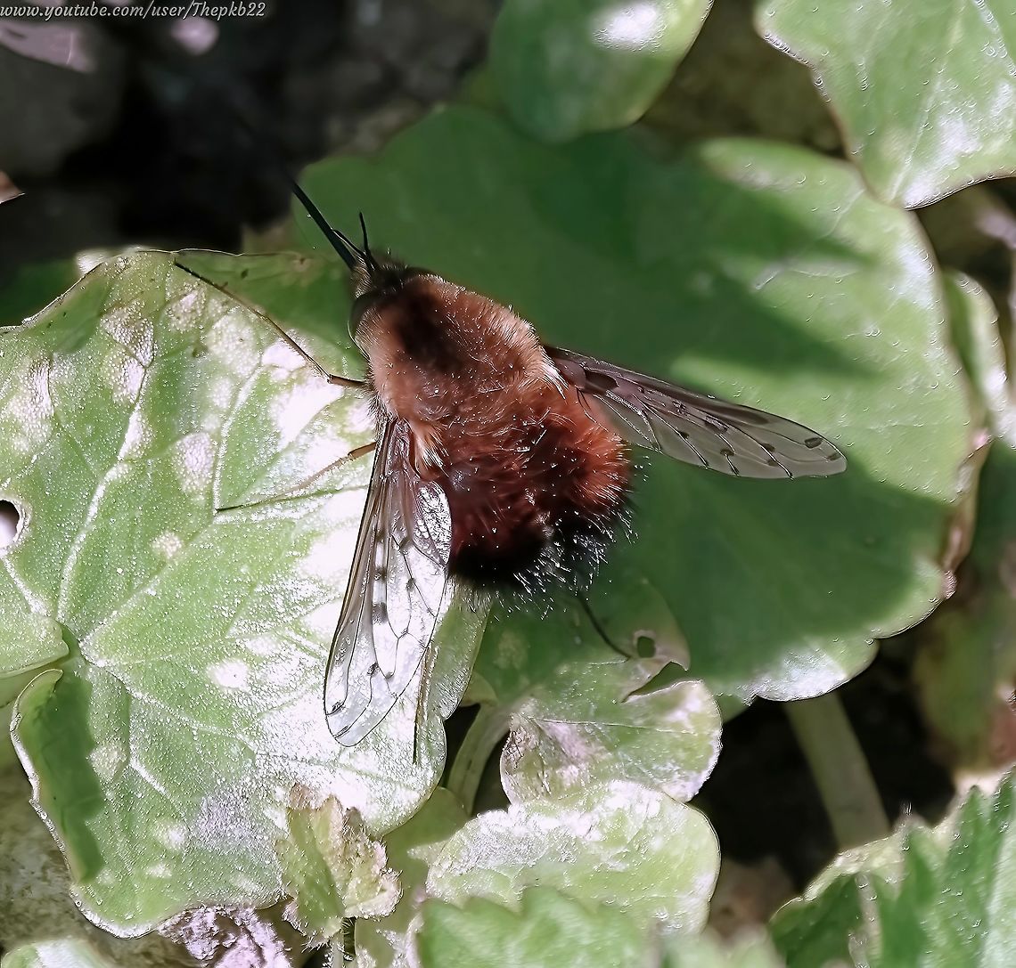Dotted Bee-fly (Bombylius discolor) A rarer bee-fly with a far more limited distribution.<br />
<br />
In this photo, you can clearly see the spots on its wings which give this bee-fly species its name.<br />
<br />
Try spotting them in this video, even though it's slowed to 50% of its real-life speed, and you'll understand just how difficult it can be to spot one:   <section class="video"><iframe width="448" height="282" src="https://www.youtube-nocookie.com/embed/uhnkE_4WuI8?hd=1&autoplay=0&rel=0" frameborder="0" allowfullscreen></iframe></section>                    Bombylius discolor,Geotagged,Spring,United Kingdom