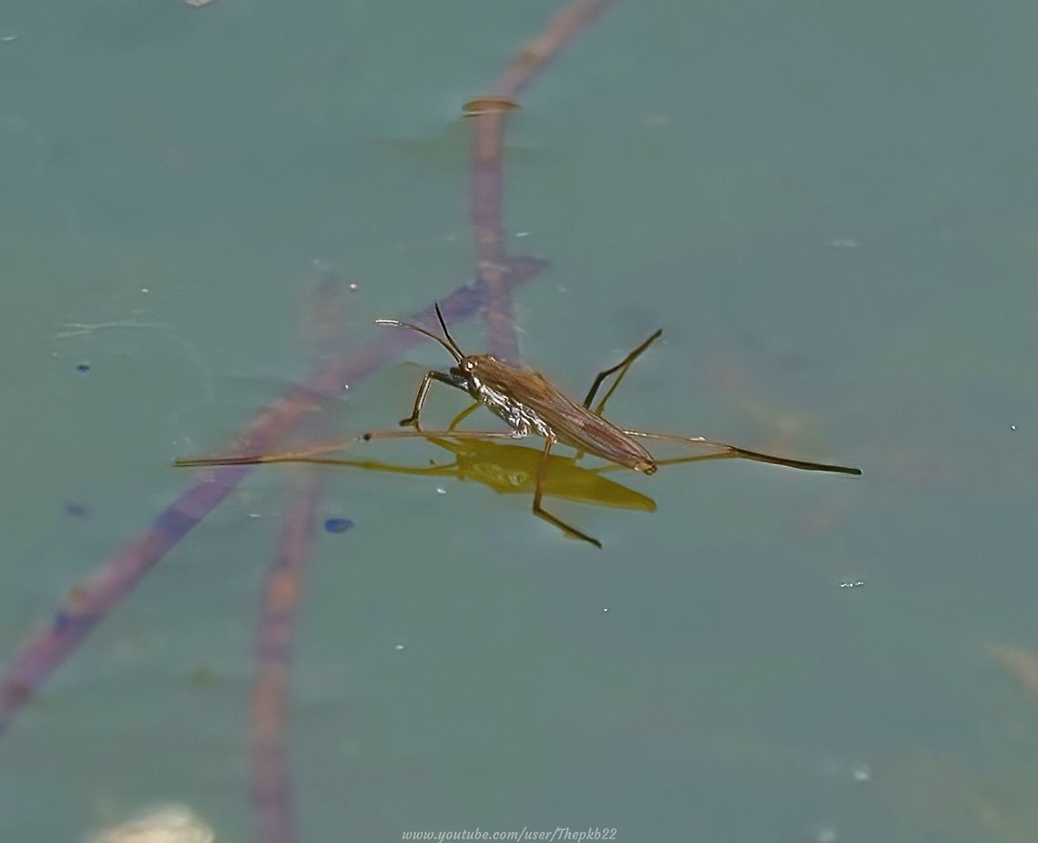 Common Pond skater (Gerris lacustris) When I filmed the video which accompanies this photograph, the Pond Skater was my primary subject.<br />
<br />
However, I witnessed something far for exciting than I could ever have imagined.<br />
<br />
It turns out the video captures behaviour from the Pond Skater's intended victim that was something only observed and researched in any detail, in a laboratory setting, in 2015 and which has rarely been filmed in the wild. <br />
<br />
Witness it for yourself here: <section class="video"><iframe width="448" height="282" src="https://www.youtube-nocookie.com/embed/CS38aV-1m6c?hd=1&autoplay=0&rel=0" frameborder="0" allowfullscreen></iframe></section>           Common pond skater,Geotagged,Gerris lacustris,Spring,United Kingdom