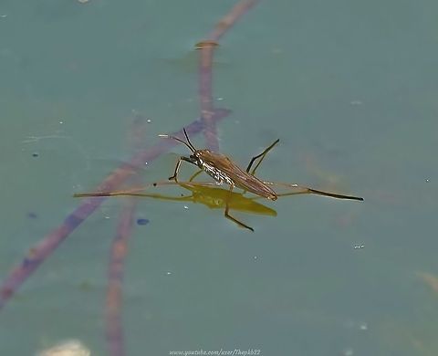 Common Pond skater (Gerris lacustris) When I filmed the video which accompanies this photograph, the Pond Skater was my primary subject.

However, I witnessed something far for exciting than I could ever have imagined.

It turns out the video captures behaviour from the Pond Skater's intended victim that was something only observed and researched in any detail, in a laboratory setting, in 2015 and which has rarely been filmed in the wild. 

Witness it for yourself here: https://www.youtube.com/watch?v=CS38aV-1m6c           Common pond skater,Geotagged,Gerris lacustris,Spring,United Kingdom
