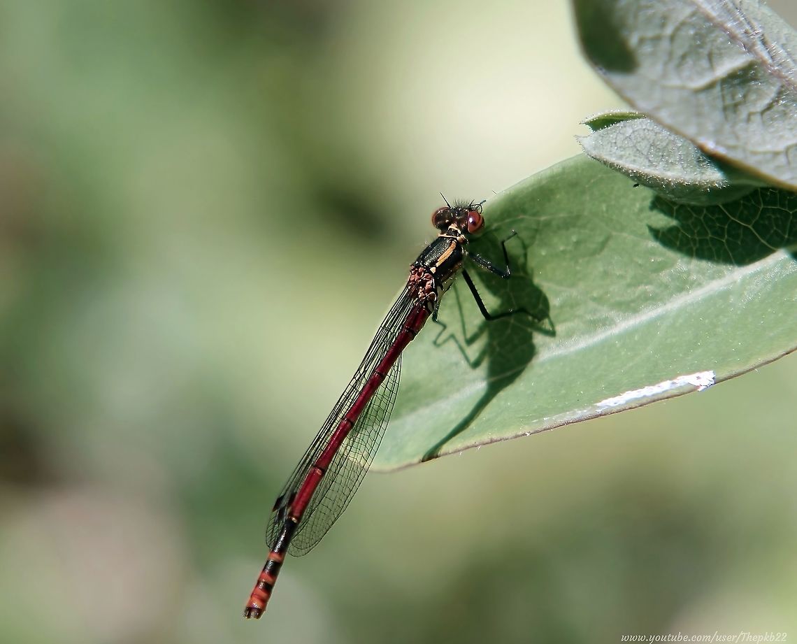 Large Red Damselfly (Pyrrhosoma nymphula)                                 Geotagged,Large Red Damselfly,Pyrrhosoma nymphula,Spring,United Kingdom