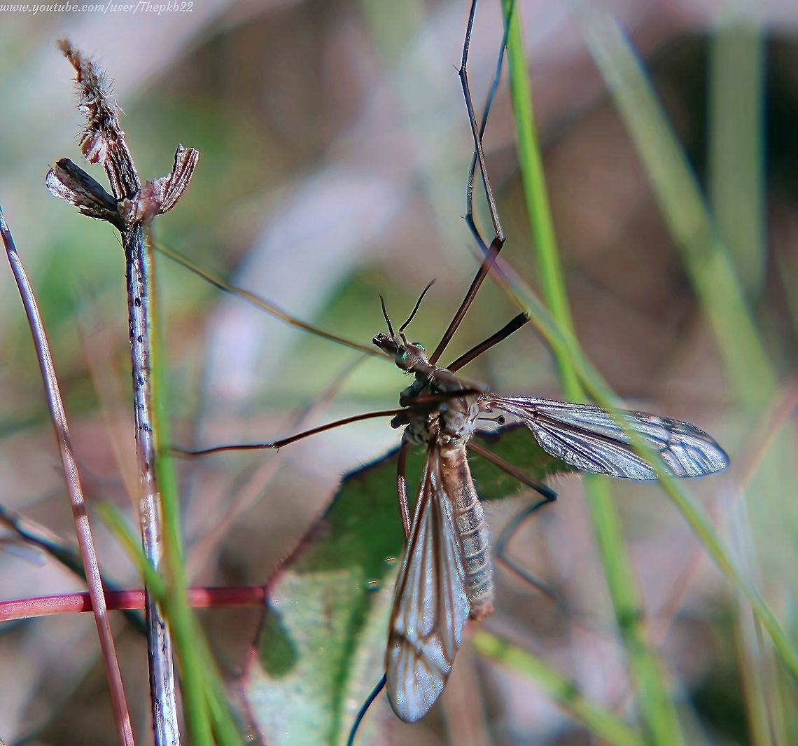 Cranefly (Tipula vernalis) There are many species of Cranefly, but the large Tipula vernalis is identifiable by it&#039;s green eyes (hardly to be missed in this photo) its wing pattern and the dark triangle visible here, just behind the head.       <br />
<br />
Although not as common as some, It is found in the UK between April and June, mainly in moist well-wooded places, wet woodland and marshy areas. Geotagged,Spring,Tipula vernalis,United Kingdom