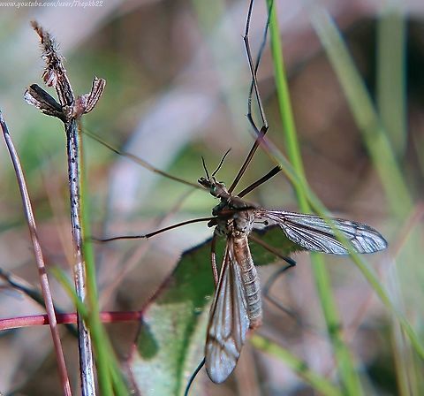 Cranefly (Tipula vernalis) There are many species of Cranefly, but the large Tipula vernalis is identifiable by it's green eyes (hardly to be missed in this photo) its wing pattern and the dark triangle visible here, just behind the head.       

Although not as common as some, It is found in the UK between April and June, mainly in moist well-wooded places, wet woodland and marshy areas. Geotagged,Spring,Tipula vernalis,United Kingdom