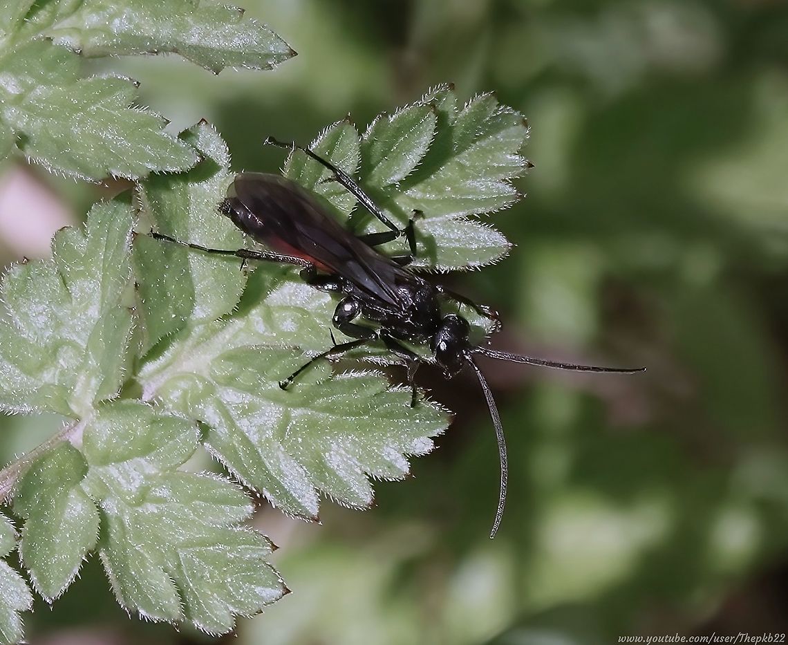 Spider-hunting Wasp (Priocnemus perturbator) If you want to find out why this wasp and those like it are absolutely a spider&#039;s worst nightmare (and mine now!) read the information that goes with this video!<br />
<br />
<section class="video"><iframe width="448" height="282" src="https://www.youtube-nocookie.com/embed/CS9ohGMP-tI?hd=1&autoplay=0&rel=0" frameborder="0" allowfullscreen></iframe></section>                  Geotagged,Priocnemis perturbator,Spring,United Kingdom