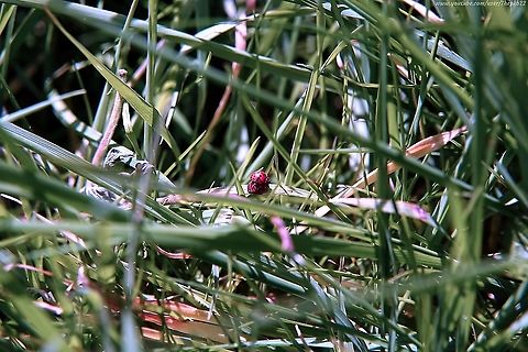 24-spot Ladybird (Subcoccinella vigintiquattuorpunctata) This attractive orange/red beetle is one of the smallest Ladybirds and is also not atypical,  as it's hairy rather than smooth and shiny, and eats fungal moulds on plants, rather than the usual Ladybird staple, Aphides.

My garden with it's long varied grasses is perfect for it.

Adults live approximately a year, overwintering in grass tussocks, leaf litter among grass, gorse bushes or under dock leaves and other debris.

And of course, there's that scientific name!
 24-spot ladybird,Geotagged,Spring,Subcoccinella vigintiquatuorpunctata,United Kingdom