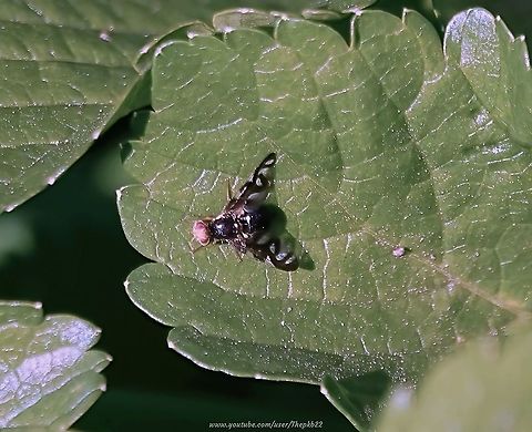 Celery Fruit fly (Euleia heraclei) This is an absolute tiny picture-wing fruit fly with distinctive markings and intense green eyes.

Just don't mention its name to  growers of celery and related plants, due to the damage the larvae can do to crops.  

Find out more, here:  https://www.youtube.com/watch?v=BzID9fzTSAY               Euleia heraclei,Geotagged,Spring,United Kingdom