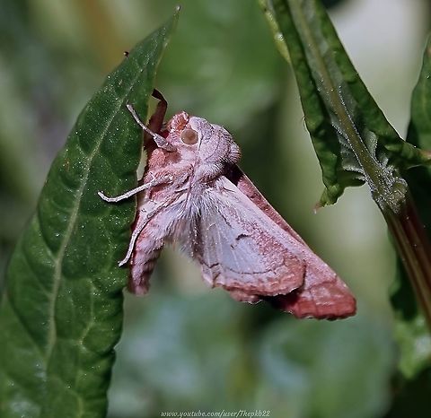 Angle Shades Moth (Phlogophora meticulosa) I've seen many Angle Shades moths in the past but never really appreciated just how beautiful and chunky they are until I photographed this specimen as it dried its wings in the sun to start its new adult life.

For further information, refer to this video:   https://www.youtube.com/watch?v=XhIjUJbgF4Q                        Angle Shades,Geotagged,Phlogophora meticulosa,Spring,United Kingdom