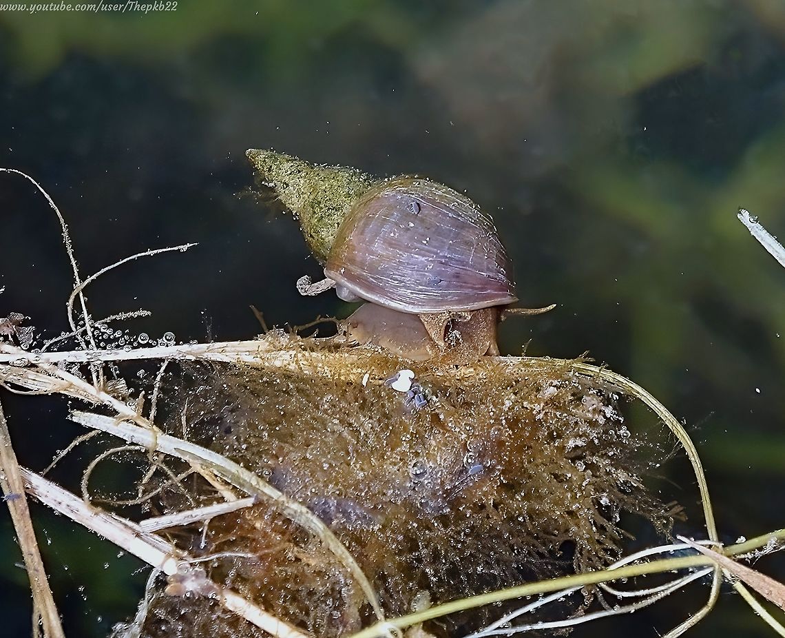 Great Pond Snail (lymnaea stagnalis) I sat by this river for a long time fascinated by the goings on of this, the largest water snail native to the UK .<br />
<br />
For a close up view and more information watch this video on YouTube:   <section class="video"><iframe width="448" height="282" src="https://www.youtube-nocookie.com/embed/PwneaBU520M?hd=1&autoplay=0&rel=0" frameborder="0" allowfullscreen></iframe></section>                 Geotagged,Great Pond SnailLymnaea stagnalis,Lymnaea stagnalis,Spring,United Kingdom