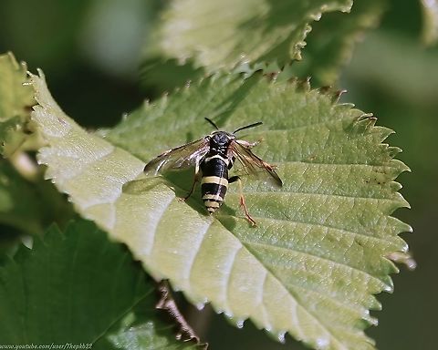 Black-sided Wasp-sawfly (Tenthreda zona) This is a scarce UK species I was watching intently as it groomed itself, when a good-sized St Mark's fly strayed too close and paid the ultimate price, seen in this video in slow-motion.

https://www.youtube.com/watch?v=uNMrip97MHk Geotagged,Spring,Tenthreda zona,United Kingdom