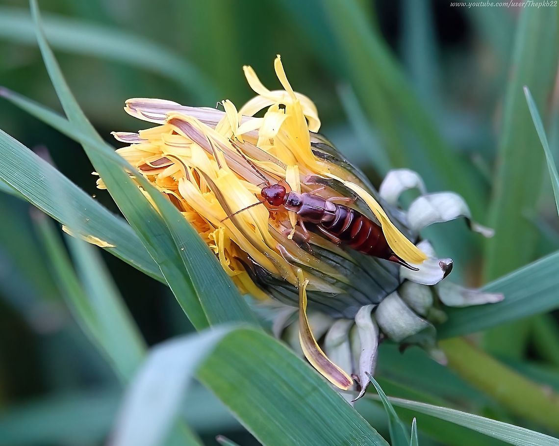 Common Earwig (Forficula auricularia) I remember being warned as a kid to wrap up tightly under the blankets (remember those) or the Earwigs would crawl into my ears and eat my brain!<br />
<br />
They would have to find it first.<br />
<br />
See and read what Earwigs really get up to here:     <section class="video"><iframe width="448" height="282" src="https://www.youtube-nocookie.com/embed/HYeH-nA2V1A?hd=1&autoplay=0&rel=0" frameborder="0" allowfullscreen></iframe></section> European earwig,Forficula auricularia,Geotagged,Spring,United Kingdom