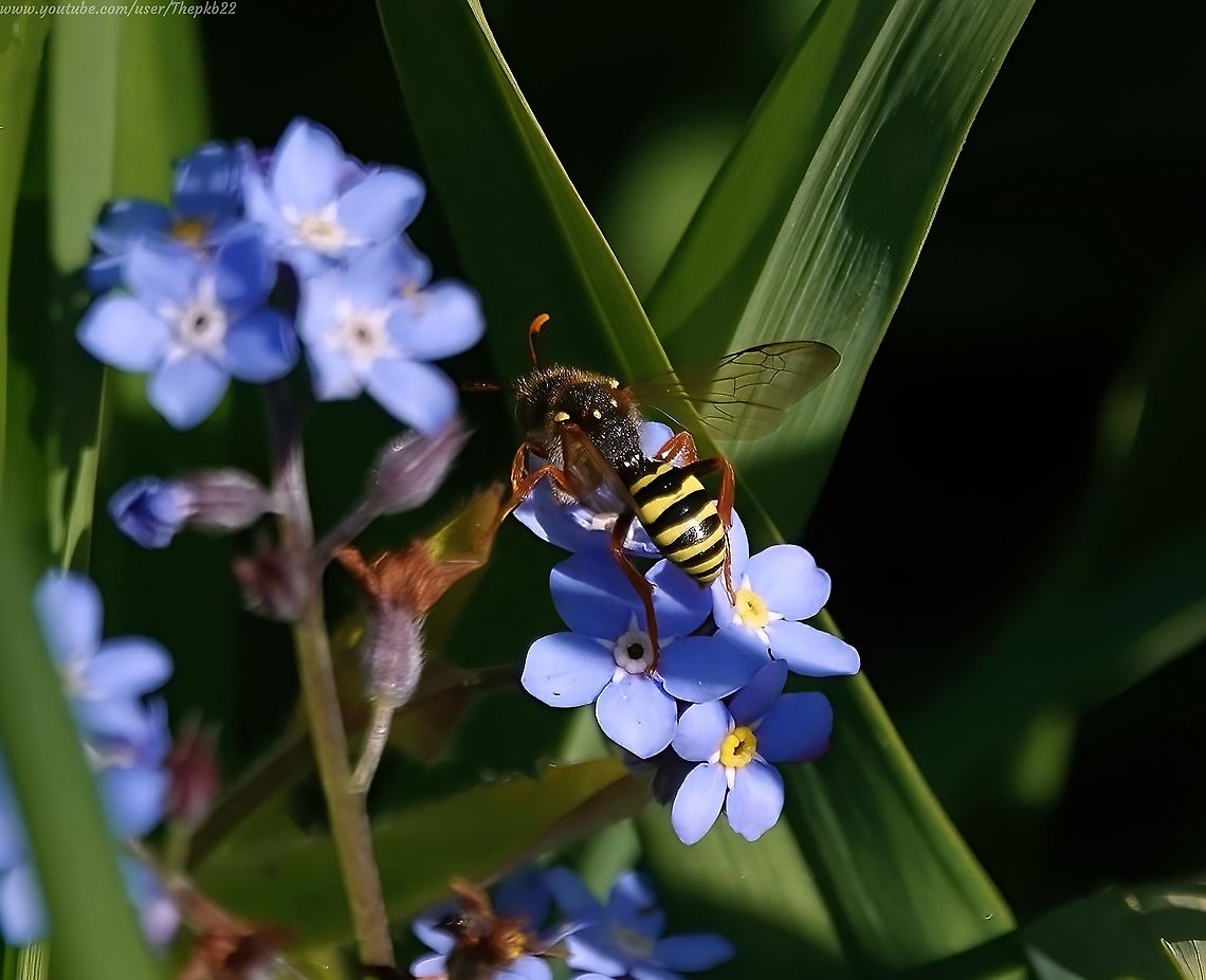 Gooden’s Nomad bee (Nomada goodeniana) The Gooden&#039;s Nomad bee is a wasp-like, cleptoparasite which will target unsealed pollen-stocked nest cells created by its Mining bee hosts and lay their own eggs inside.<br />
<br />
The unfortunate hosts of the Gooden&#039;s include include Andrena nigroaenea, A. pubescens &amp; A. thoracica.                   Geotagged,Nomada goodeniana,Spring,United Kingdom