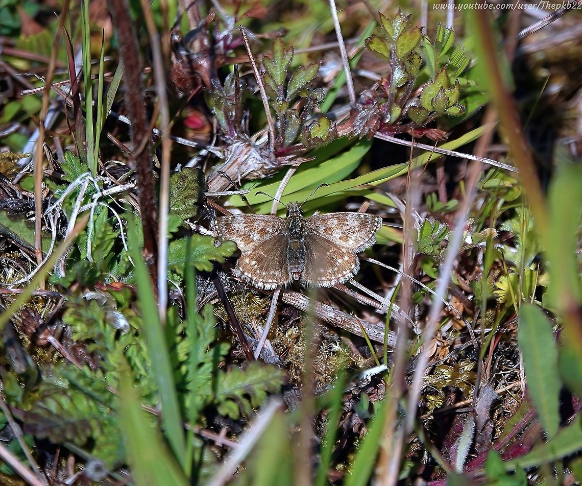 Dingy Skipper Butterfly (Erynnis tages) An increasingly rare butterfly. I&#039;d never seen a Dingy Skipper Butterfly (Erynnis tages) anywhere near the locality of my home, so I was both surprised &amp; highly delighted to spot one a couple of weeks ago. <br />
<br />
A small butterfly with a low, darting flight, in dull weather, and at night, it perches on the tops of dead flowerheads in a moth-like fashion with wings curved in a position not seen in any other British butterfly. <br />
<br />
As you can see, this small brown and grey butterfly is extremely well camouflaged.          Dingy skipper,Erynnis tages,Geotagged,Spring,United Kingdom