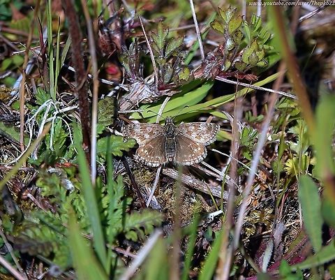 Dingy Skipper Butterfly (Erynnis tages) An increasingly rare butterfly. I'd never seen a Dingy Skipper Butterfly (Erynnis tages) anywhere near the locality of my home, so I was both surprised & highly delighted to spot one a couple of weeks ago. 

A small butterfly with a low, darting flight, in dull weather, and at night, it perches on the tops of dead flowerheads in a moth-like fashion with wings curved in a position not seen in any other British butterfly. 

As you can see, this small brown and grey butterfly is extremely well camouflaged.          Dingy skipper,Erynnis tages,Geotagged,Spring,United Kingdom