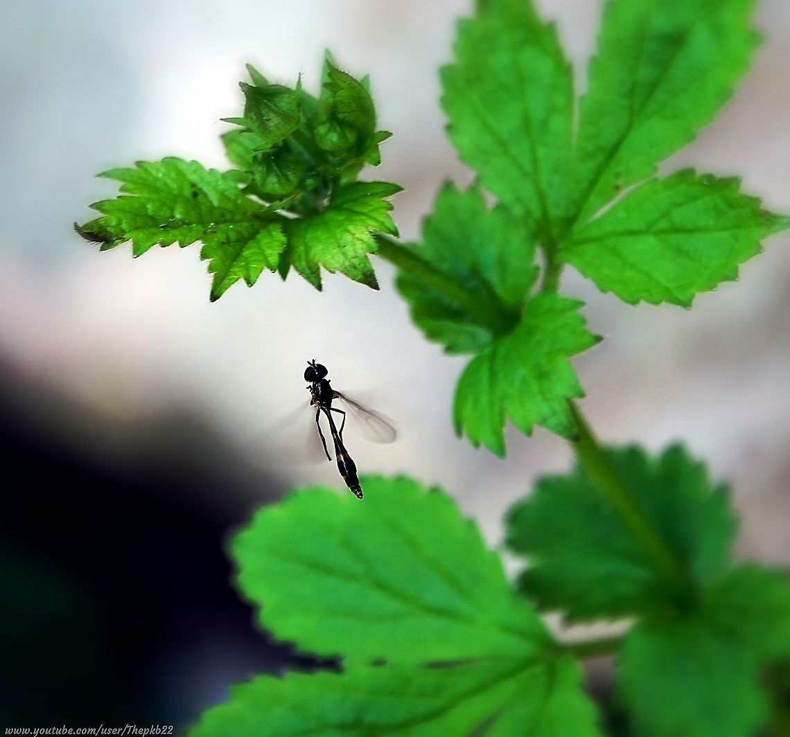 Gossamer Hoverfly (Baccha elongata) Sitting on the ground in the shade of the woodland bit of my garden, I noticed this unobtrusive, delicate and simply beautiful hoverfly laying eggs on a plant stalk.<br />
<br />
With a little adjustment, I was perfectly placed to capture her activity up close, hopefully without disturbing her?<br />
<br />
Luckily I managed both. Watch her in action and read more about her here: <section class="video"><iframe width="448" height="282" src="https://www.youtube-nocookie.com/embed/goqpXuDhlyM?hd=1&autoplay=0&rel=0" frameborder="0" allowfullscreen></iframe></section><br />
<br />
(There's a short section of slo-mo in the video) Baccha elongata,Geotagged,Spring,United Kingdom