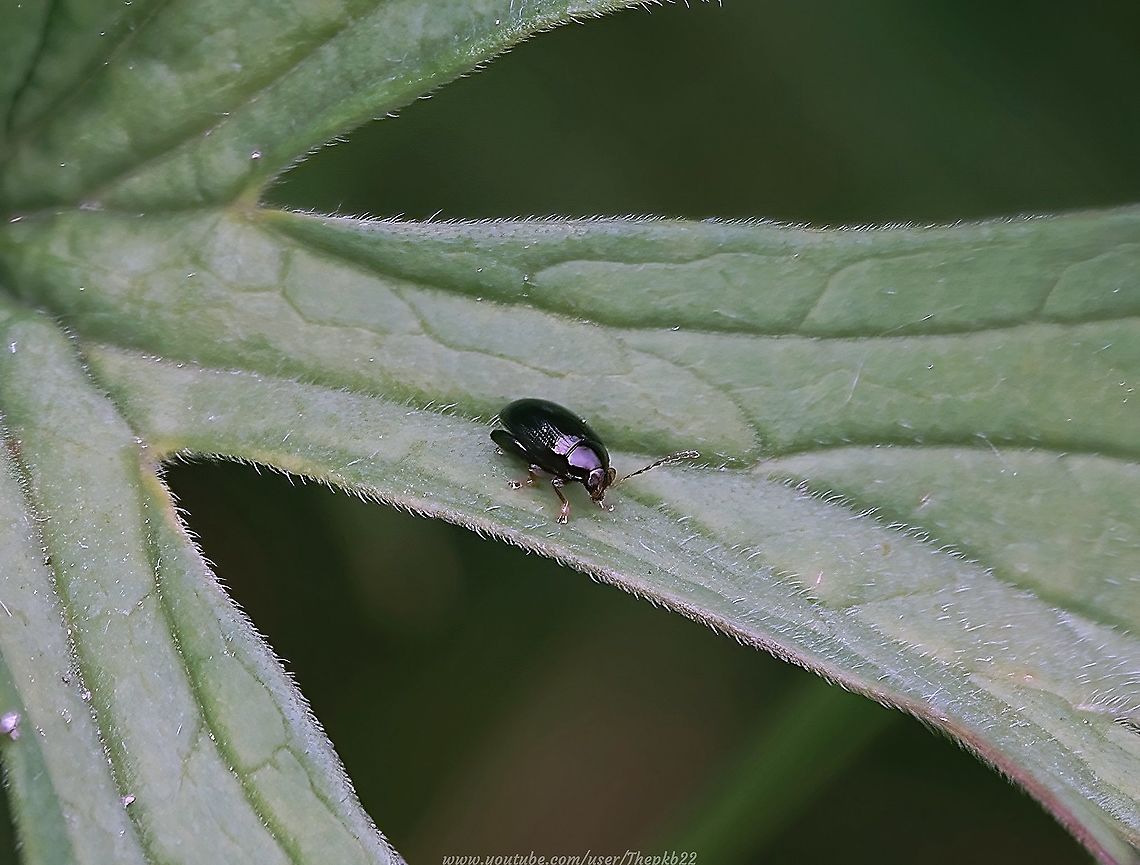 Cabbage-stem Flea Beetle (Psylliodes chrysocephala) What makes this tiny, innocent-looking beetle so unpopular with those who farm Brassica crops?<br />
<br />
Find out here and also witness something quite incredible (IMHO)  <section class="video"><iframe width="448" height="282" src="https://www.youtube-nocookie.com/embed/M-tBAqA1zCM?hd=1&autoplay=0&rel=0" frameborder="0" allowfullscreen></iframe></section>        Geotagged,Psylliodes chrysocephala,Spring,United Kingdom