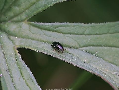 Cabbage-stem Flea Beetle (Psylliodes chrysocephala) What makes this tiny, innocent-looking beetle so unpopular with those who farm Brassica crops?

Find out here and also witness something quite incredible (IMHO)  https://www.youtube.com/watch?v=M-tBAqA1zCM        Geotagged,Psylliodes chrysocephala,Spring,United Kingdom