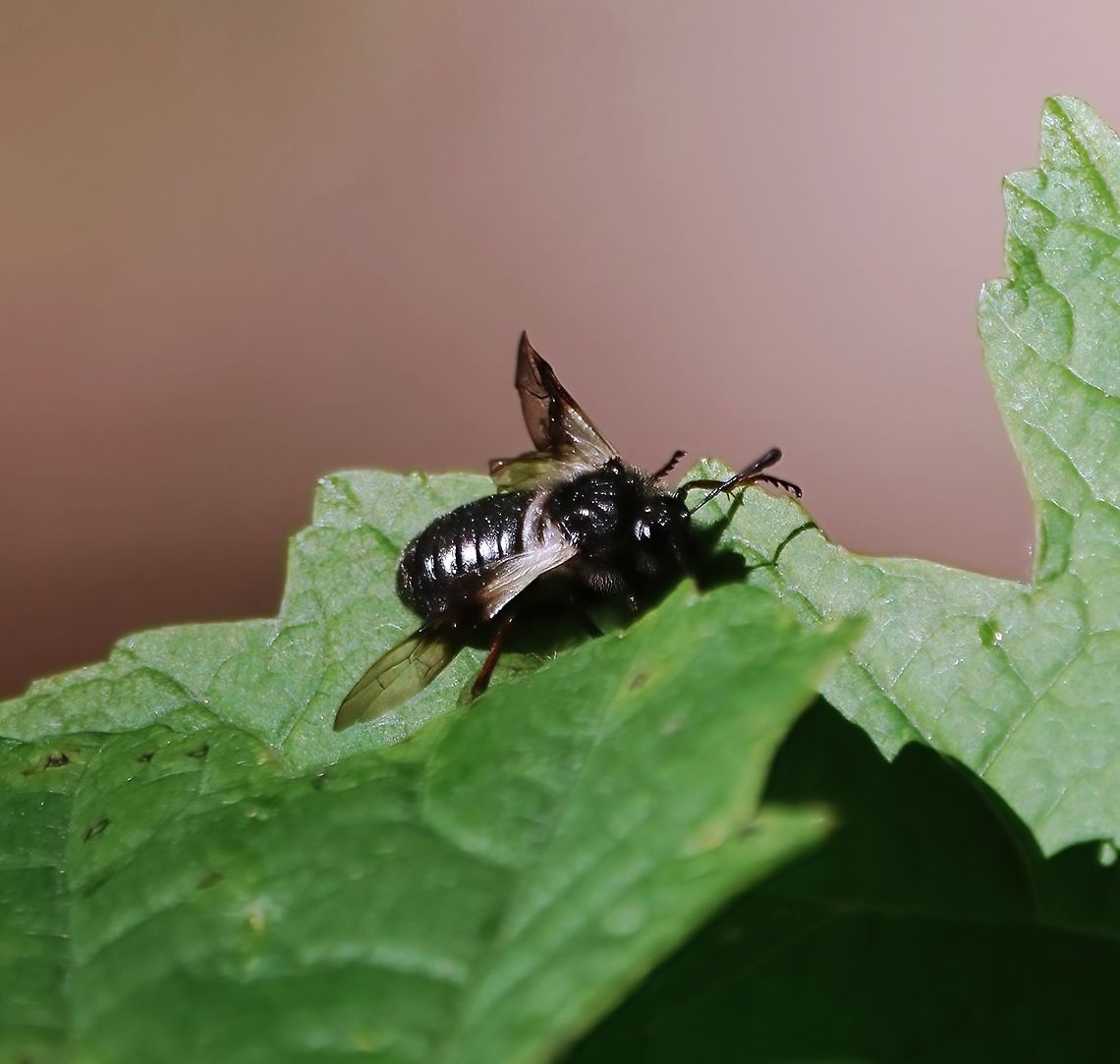 Blotched-winged Honeysuckle Sawfly (Zaraea fasciata) I was &#039;this&#039; close to dismissing what I&#039;d seen out of the corner of my eye as a large fly (you can see why) but an alarm bell made me turn back for a second look.<br />
<br />
And I&#039;m so pleased I did. I was able to grab a few precious seconds with this striking, uncommon Sawfly. <br />
<br />
It&#039;s not the kind of species you forget. <br />
<br />
Luckily, I&#039;ll have this short video to remind me: <section class="video"><iframe width="448" height="282" src="https://www.youtube-nocookie.com/embed/hJJKeeE5hkc?hd=1&autoplay=0&rel=0" frameborder="0" allowfullscreen></iframe></section>                              Abia fasciata,Blotch-winged Honeysuckle Sawfly,Geotagged,Spring,United Kingdom