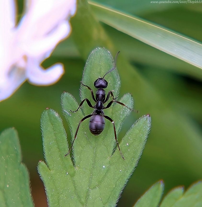 Black Wood Ant (Formica fusca) It&#039;s easy to over look ants, literally and figuratively, but what a fascinating subject they really are.<br />
<br />
I have several ant species in the garden and this one is identifiable by both its size and habits. <br />
<br />
To find out more,  I have TWO videos and commentaries for you!<br />
<br />
Start here: <section class="video"><iframe width="448" height="282" src="https://www.youtube-nocookie.com/embed/DlLai5WWSgs?hd=1&autoplay=0&rel=0" frameborder="0" allowfullscreen></iframe></section>                                Formica fusca,Geotagged,Spring,United Kingdom