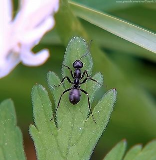 Black Wood Ant (Formica fusca) It's easy to over look ants, literally and figuratively, but what a fascinating subject they really are.

I have several ant species in the garden and this one is identifiable by both its size and habits. 

To find out more,  I have TWO videos and commentaries for you!

Start here: https://www.youtube.com/watch?v=DlLai5WWSgs                                Formica fusca,Geotagged,Spring,United Kingdom