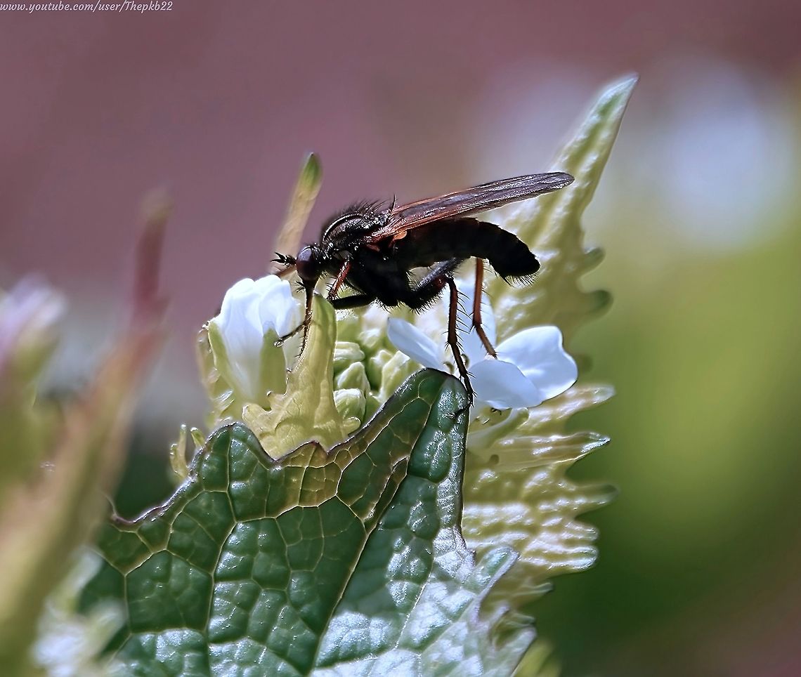 Dagger fly (Empis tessellata) This is one of those species you probably couldn't invent because reality is even stranger than anything you might come up with.<br />
<br />
Want to know what I'm talking about (it's a commonly asked question)? <br />
<br />
Watch and read about it here:  <section class="video"><iframe width="448" height="282" src="https://www.youtube-nocookie.com/embed/IMGNlgPdpWY?hd=1&autoplay=0&rel=0" frameborder="0" allowfullscreen></iframe></section><br />
               Empis tessellata,Geotagged,Spring,United Kingdom