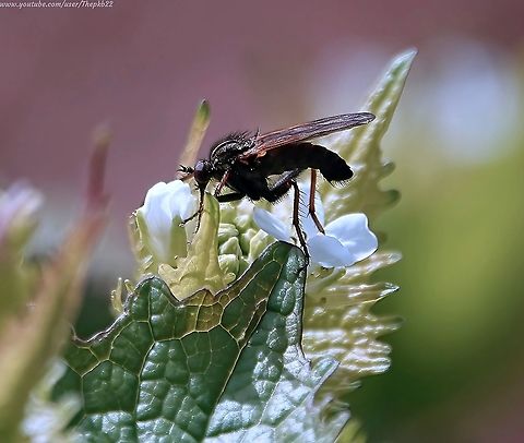 Dagger fly (Empis tessellata) This is one of those species you probably couldn't invent because reality is even stranger than anything you might come up with.

Want to know what I'm talking about (it's a commonly asked question)? 

Watch and read about it here:  https://www.youtube.com/watch?v=IMGNlgPdpWY
               Empis tessellata,Geotagged,Spring,United Kingdom