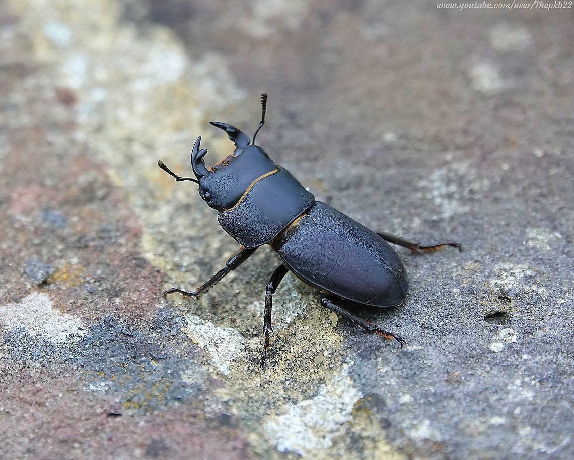 Lesser Stag Beetle (Dorcus parallelipipedus) I don&#039;t usually take my camera on a simple visit to my locally inconvenient convenience store, but yesterday I did.<br />
<br />
On my return, sitting on my front garden wall, people passing by oblivious to its presence, was this male Lesser Stag beetle.<br />
<br />
This of course, allowed me to whip my camera out and record the event before it flew off again.<br />
<br />
See the result, with species information (including how you can tell it&#039;s a male) here:   <section class="video"><iframe width="448" height="282" src="https://www.youtube-nocookie.com/embed/r31YOtfJNrE?hd=1&autoplay=0&rel=0" frameborder="0" allowfullscreen></iframe></section> Dorcus parallelipipedus,Geotagged,Lesser stag beetle,Spring,United Kingdom
