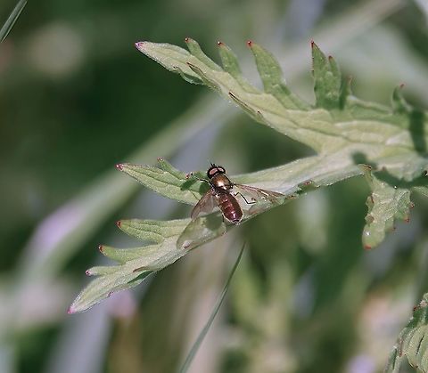 Broad Centurian Fly (Chloromyia formosa) How I've never noticed this glorious Soldier fly before is anybody's guess?

Perhaps I dismissed it as a common green fly?

However, when I recently saw it glistening in flight in the midday sun, I knew immediately it was no common green fly and demanded further attention: https://www.youtube.com/watch?v=41EgXCQycyU Chloromyia formosa,Geotagged,Spring,United Kingdom