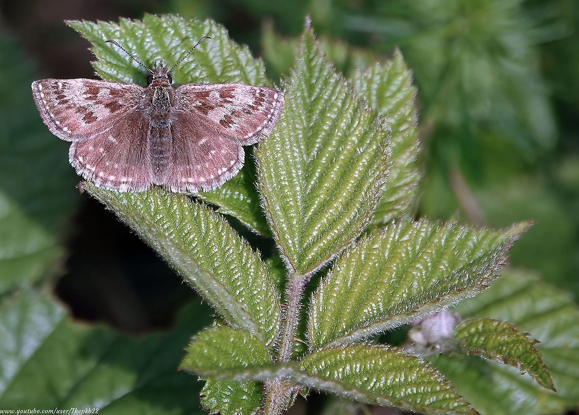 Dingy Skipper Butterfly (Erynnis tages) This well camouflaged, moth-like butterfly is so easy to miss, that I hadn&#039;t seen one for a few years until this spring, when they suddenly appeared to be in abundance.<br />
<br />
Considering it&#039;s been in decline for years, its appearance was very welcome indeed.<br />
<br />
Find out more, here:    <section class="video"><iframe width="448" height="282" src="https://www.youtube-nocookie.com/embed/bIWdBQDKaEI?hd=1&autoplay=0&rel=0" frameborder="0" allowfullscreen></iframe></section>             Dingy skipper,Erynnis tages,Geotagged,Spring,United Kingdom