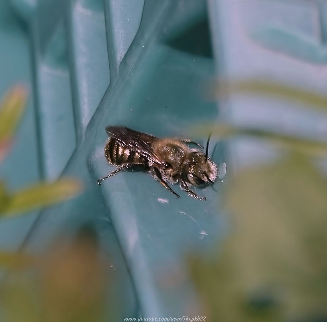Blue Mason Bee (Osmia caerulescens)      Without doubt in my experience, one of the most difficult bees to photograph or film, due both to its tiny presence and the fact it never seems to stop moving for more than a second!<br />
<br />
But just look at that colouring.<br />
<br />
I had to persist in blazing heat but I noticed it seemed a little obsessed by the nooks and crannies of this plastic crate and eventually a couple of opportunities arrived.<br />
<br />
See the result, and read about this species, here: <section class="video"><iframe width="448" height="282" src="https://www.youtube-nocookie.com/embed/Kcf0Tp3EvkY?hd=1&autoplay=0&rel=0" frameborder="0" allowfullscreen></iframe></section>          Geotagged,Osmia caerulescens,Spring,United Kingdom