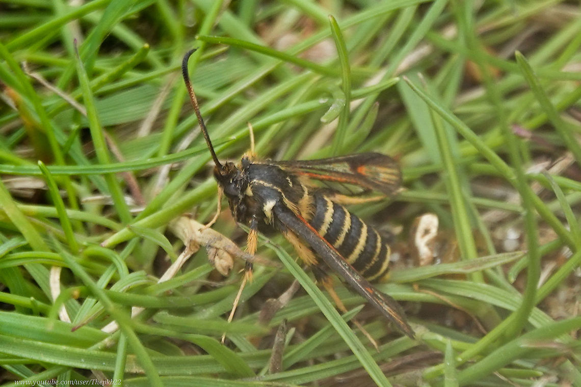 Six-belted Clearwing (Bembecia ichneumoniformis) There are approx 15 Clearwing Moth species in the UK, all of them wasp mimics of varying degrees and various species. <br />
<br />
The Six-belted Clearwing is nationally scarce and unpredictability local in the southern half of the UK, even where conditions (such as chalk grassland with Bird&#039;s-foot-trefoil) appear perfect for their presence. <br />
<br />
The name derives from the six belts evident on the male, while the female has just five.<br />
<br />
Note the colourfully distinctive and relatively ornate wings (wing-span 18-24mm) which nevertheless you won&#039;t be able to spot in flight.<br />
<br />
This was my first Six-belted Clearwing ever, and no disappointment. <br />
<br />
Another box ticked Bembecia ichneumoniformis,Geotagged,Summer,United Kingdom