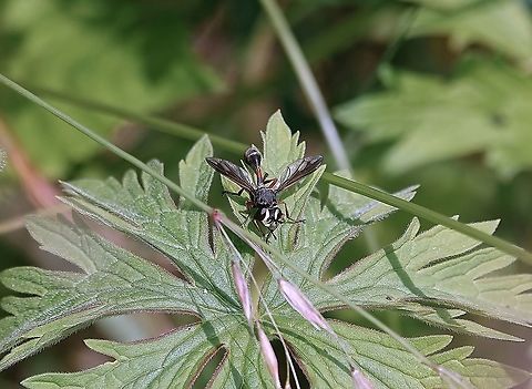 Waisted Beegrabber (Physocephala rufipes) If bumblebees dream, they may have nightmares.

If bumblebees have nightmares....

This is it!

Read why exactly, by watching this video and reading the accompanying literature:       https://www.youtube.com/watch?v=uMoSR22JREI      Geotagged,Physocephala rufipes,Summer,United Kingdom