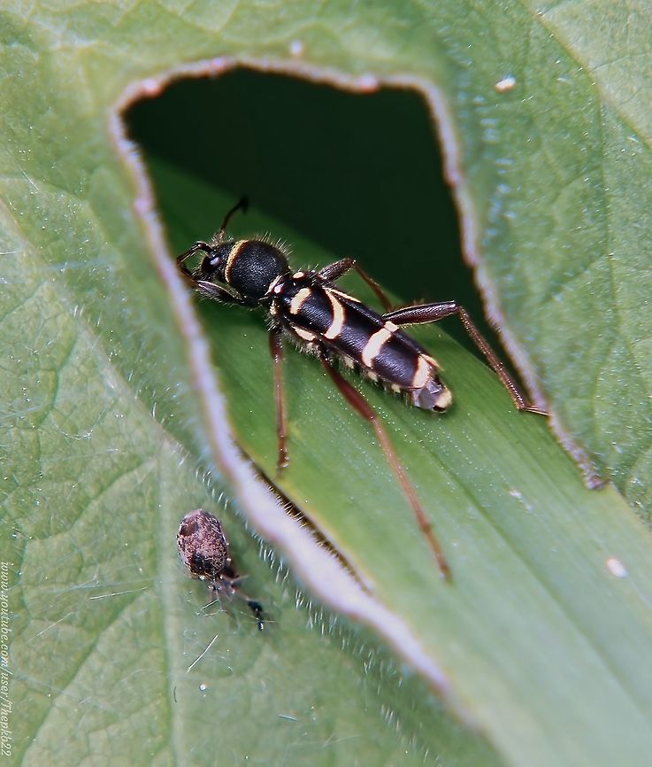 Wasp Beetle (Clytus arietis) I think we can get a fair picture of how feared wasps are, not only at family picnics, but also in the natural world, by the number of species which mimic wasps in order to deter prey.<br />
<br />
This is one such.<br />
<br />
Look like a wasp, moves like a wasp, even sounds like a wasp, but it&#039;s a beetle.<br />
<br />
Take a closer look, here:      <section class="video"><iframe width="448" height="282" src="https://www.youtube-nocookie.com/embed/lNOdjCj783o?hd=1&autoplay=0&rel=0" frameborder="0" allowfullscreen></iframe></section>               Clytus arietis,Geotagged,Spring,United Kingdom,Wasp beetle