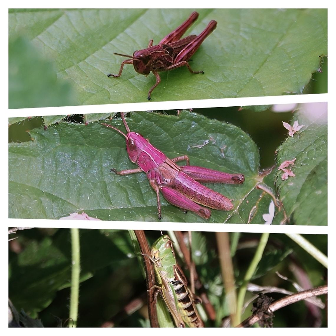 Meadow Grasshoppers (Pseudochorthippus parallelus) A few weeks ago I was on one of my usual lone wanders when I spotted the Plum-coloured Meadow Grasshopper in the top photo of this collage, an exciting event in itself.<br />
<br />
As you can imagine, plum is not the standard colour for a Grasshopper trying to remain concealed in green grass and vegetation.<br />
<br />
I'd certainly never seen one before and knew it was very uncommon.<br />
<br />
I also knew something about the condition which causes it, a genetic mutation called 'Erythrism', an excessive reddish pigmentation of the skin, similar to the one which causes albinism. It's thought the combination of freckles and ginger hair in humans is a mild form of the same mutation.<br />
<br />
This led me to think there may be a Grasshopper I've wanted to see but imagined I never would, a rare pink specimen since, as the condition is genetic, there's a slight increased chance of another in the same generation.<br />
<br />
On my return to the original location the number of grasshoppers had multiplied many fold. Certainly hundreds, probably thousands. But having passed a particular spot, I randomly glanced back and saw the pink diamond in the rough, hidden from view from the direction I had arrived. Bingo!<br />
<br />
Of course one of the reasons these are so rarely seen is that the mutation puts them at increased risk of predation, so few make it to adulthood.<br />
<br />
For comparison, the final photo is a more regular colouring of a Meadow grasshopper, the only flightless grasshopper in the UK.<br />
<br />
Both in just a few weeks is not something I expect to better easily.<br />
<br />
<br />
PS: 'Erythrism' should not be confused with 'Erethism' otherwise known as 'Mad Hatter's' disease. :-)<br />
(Pseudochorthippus parallelus,Chorthippus parallelus,Geotagged,Meadow grasshopper,Pseudochorthippus parallelus,United Kingdom