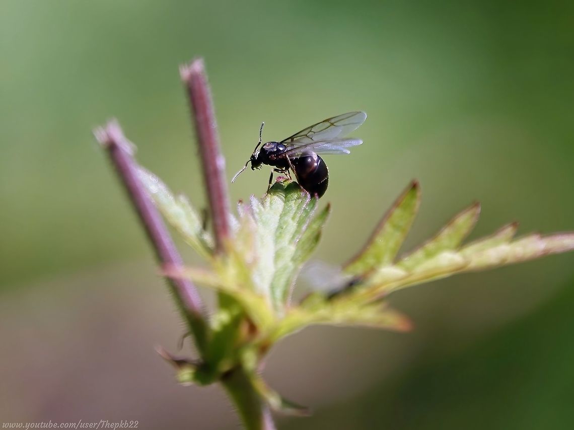 Flying Ant Day (Lasius niger) I don&#039;t know if FAD (Flying Ant Day) is a &#039;thing&#039; elsewhere other than in the UK, where these Flying Ants push the weather off the conversational Top of the Pops for a few days. <br />
<br />
See. We can&#039;t even get the title right.<br />
<br />
To see what all the fuss is about watch this video and read the accompanying species information.          <section class="video"><iframe width="448" height="282" src="https://www.youtube-nocookie.com/embed/P8rStUgGXVU?hd=1&autoplay=0&rel=0" frameborder="0" allowfullscreen></iframe></section> Black garden ant,Geotagged,Lasius niger,Summer,United Kingdom