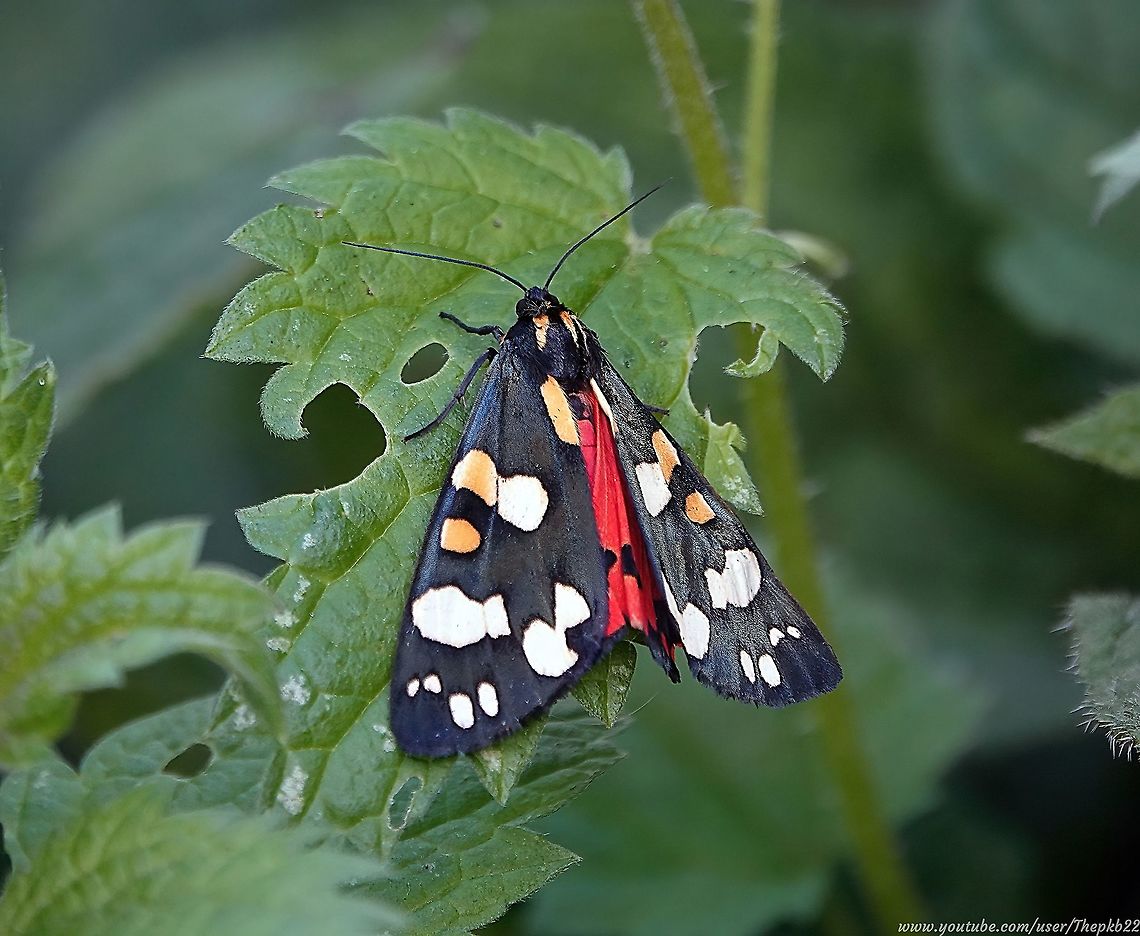 Scarlet Tiger Moth (Callimorpha dominula) I don&#039;t have to tell anyone how bright and beautiful this day-flying moth is. Just look at the vibrant colours in the photo, and in this accompanying video:     <section class="video"><iframe width="448" height="282" src="https://www.youtube-nocookie.com/embed/kaxZUG3120w?hd=1&autoplay=0&rel=0" frameborder="0" allowfullscreen></iframe></section>                  Callimorpha dominula,Geotagged,Scarlet Tiger Moth,Summer,United Kingdom