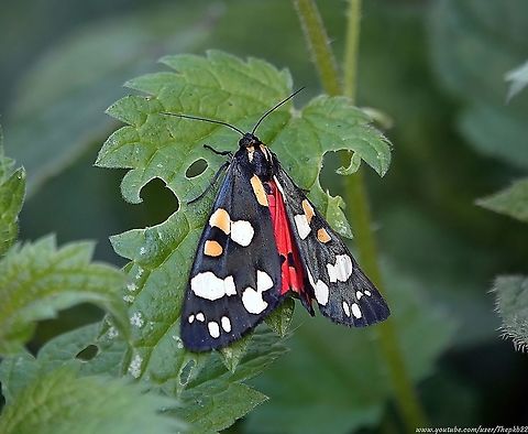 Scarlet Tiger Moth (Callimorpha dominula) I don't have to tell anyone how bright and beautiful this day-flying moth is. Just look at the vibrant colours in the photo, and in this accompanying video:     https://www.youtube.com/watch?v=kaxZUG3120w                  Callimorpha dominula,Geotagged,Scarlet Tiger Moth,Summer,United Kingdom
