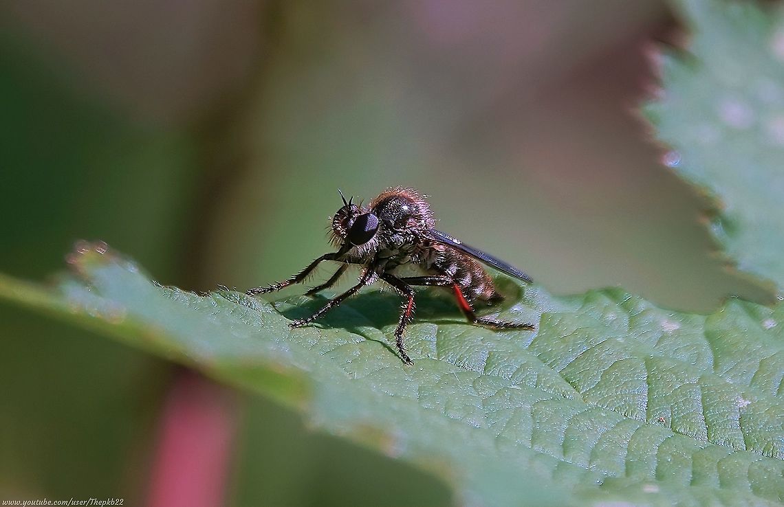 Slender-footed Robberfly (Leptarthrus brevirostris) I have featured this particular Robber fly (Assassin fly) before, but sometimes one can improve on the material one had previously to get a better or alternative look at the species in question.<br />
<br />
On this occasion, we get to witness this Robber fly a little closer and in action with prey, seen here:  <section class="video"><iframe width="448" height="282" src="https://www.youtube-nocookie.com/embed/CkpcnkyWyx0?hd=1&autoplay=0&rel=0" frameborder="0" allowfullscreen></iframe></section> Geotagged,Leptarthrus brevirostris,Slender-footed Robberfly,Summer,United Kingdom