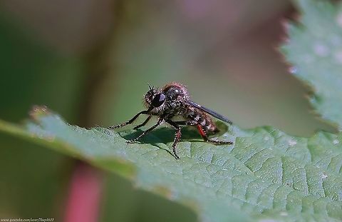 Slender-footed Robberfly (Leptarthrus brevirostris) I have featured this particular Robber fly (Assassin fly) before, but sometimes one can improve on the material one had previously to get a better or alternative look at the species in question.

On this occasion, we get to witness this Robber fly a little closer and in action with prey, seen here:  https://www.youtube.com/watch?v=CkpcnkyWyx0 Geotagged,Leptarthrus brevirostris,Slender-footed Robberfly,Summer,United Kingdom