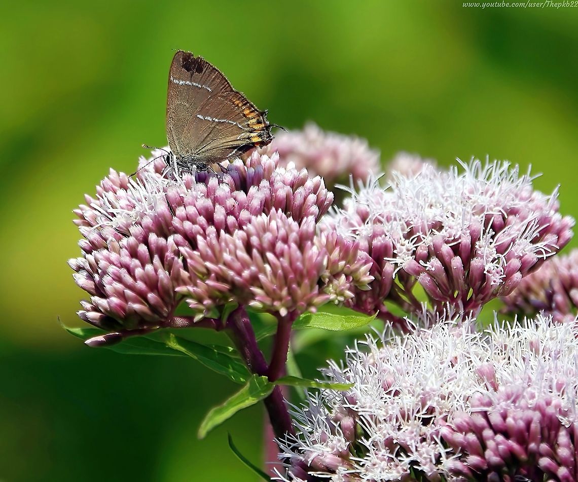 White-letter Hairstreak Butterfly (Satyrium w-album) This beautiful hairstreak butterfly is one of five Hairstreaks in the UK, nearly all of them elusive and with specific environmental requirements.<br />
<br />
The species was almost wiped out just a few short decades ago and is still not anywhere close to recovering its former numbers.<br />
<br />
Find out what happened here: <section class="video"><iframe width="448" height="282" src="https://www.youtube-nocookie.com/embed/-RxTzi_J85I?hd=1&autoplay=0&rel=0" frameborder="0" allowfullscreen></iframe></section>              Geotagged,Satyrium w-album,Summer,United Kingdom,White-letter hairstreak