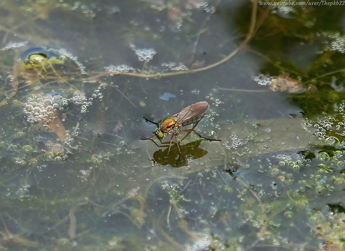 Semaphore fly (Poecilobothrus nobilitatus) (female) This species is one of over 300 species of Dolichopodidae in the UK, and is notable for the white tips at the end of the wings  of the male which play a vital part in the male's wooing strategy.              <br />
<br />
They congregate at puddles and ponds, where a large number of males will try to impress a female with short bursts of wing-vibrations lasting a fraction of a second, where the white tip stands out conspicuously from rest of the darker wing. He then usually hovers briefly in front of her before starting the acrobatic display flight.<br />
<br />
Helicopter-style, he arcs over the female, at about 8cm distance and just above her, back and forth. Half-way through the arc, he flips so he finishes still facing her, and remains airborne.<br />
<br />
This happens so quickly it's impossible to see with the naked eye. Geotagged,Poecilobothrus nobilitatus,Summer,United Kingdom