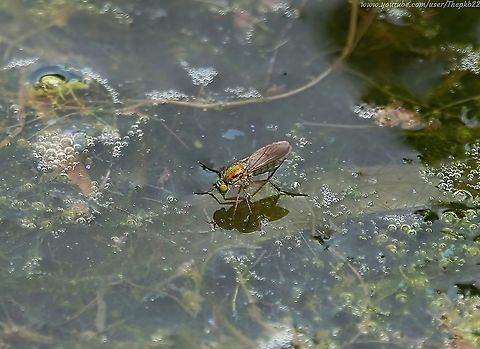 Semaphore fly (Poecilobothrus nobilitatus) (female) This species is one of over 300 species of Dolichopodidae in the UK, and is notable for the white tips at the end of the wings  of the male which play a vital part in the male's wooing strategy.              

They congregate at puddles and ponds, where a large number of males will try to impress a female with short bursts of wing-vibrations lasting a fraction of a second, where the white tip stands out conspicuously from rest of the darker wing. He then usually hovers briefly in front of her before starting the acrobatic display flight.

Helicopter-style, he arcs over the female, at about 8cm distance and just above her, back and forth. Half-way through the arc, he flips so he finishes still facing her, and remains airborne.

This happens so quickly it's impossible to see with the naked eye. Geotagged,Poecilobothrus nobilitatus,Summer,United Kingdom