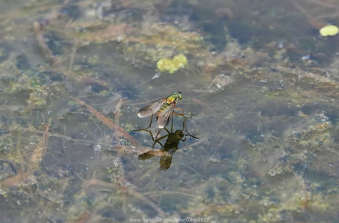 Semaphore fly (Poecilobothrus nobilitatus) (male)  For some fascinating information on this species, check out my post for the female Semaphore fly.                         Geotagged,Poecilobothrus nobilitatus,Summer,United Kingdom