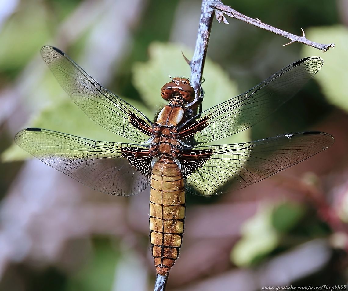 Broad Bodied Chaser (Libellula depressa) This female Broad-bodied Chaser is in beautiful condition and to be able to watch (in the video below) nearly every vein pumping and every muscle twitching is a real pleasure.<br />
<br />
This species is always a very welcome sight because it&#039;s one of the first dragonflies to be seen as the season commences.<br />
<br />
<section class="video"><iframe width="448" height="282" src="https://www.youtube-nocookie.com/embed/f6c7cxp2qio?hd=1&autoplay=0&rel=0" frameborder="0" allowfullscreen></iframe></section> Broad-bodied chaser,Geotagged,Libellula depressa,Spring,United Kingdom