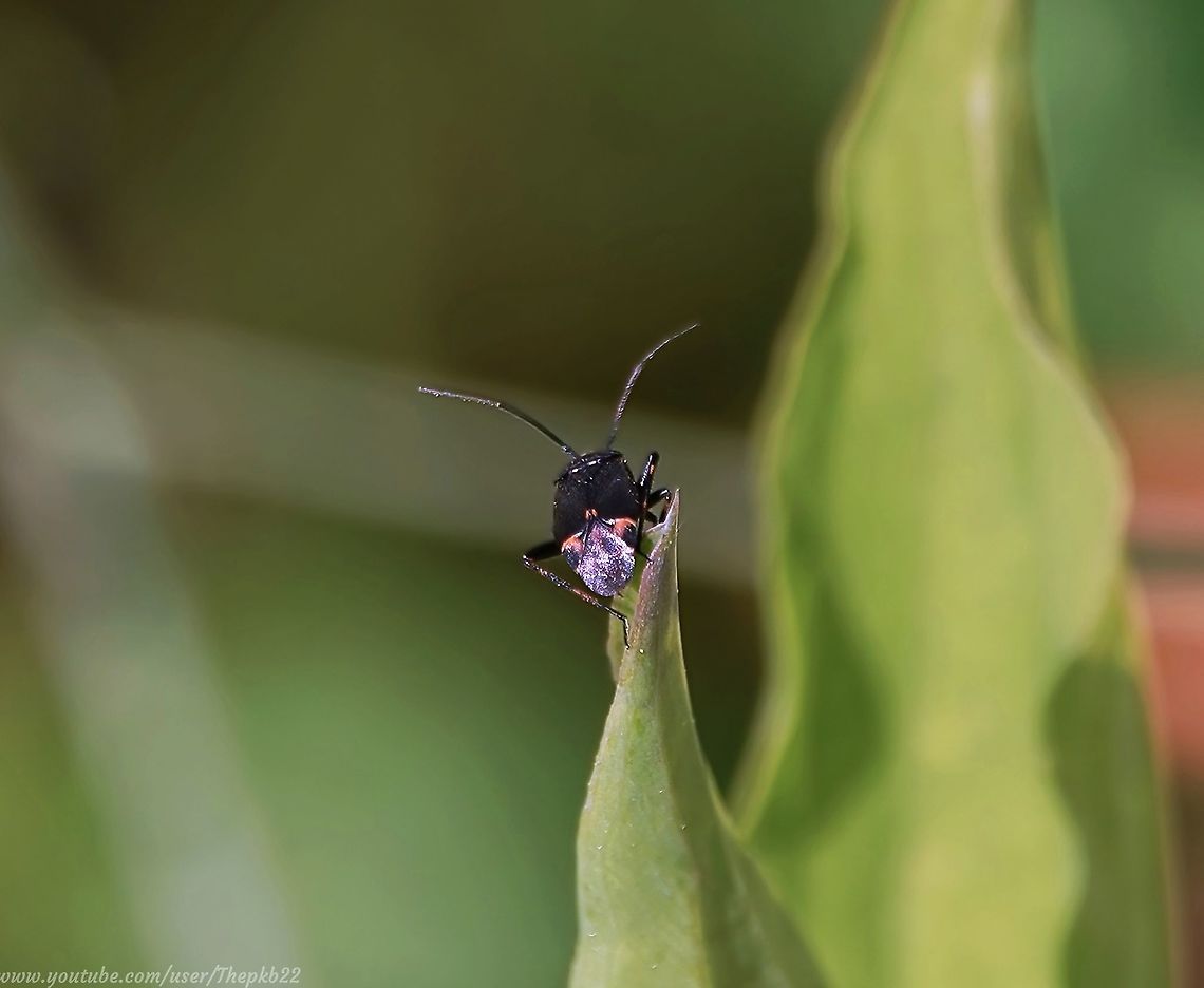 Plagiognathus arbustorum An absolute miniscule plant bug, difficult to photograph in detail with full zoom, so better seen in clos=up on this video (with accompanying information) :    <section class="video"><iframe width="448" height="282" src="https://www.youtube-nocookie.com/embed/3um_NT0F7Gg?hd=1&autoplay=0&rel=0" frameborder="0" allowfullscreen></iframe></section> Geotagged,Plagiognathus arbustorum,Summer,United Kingdom