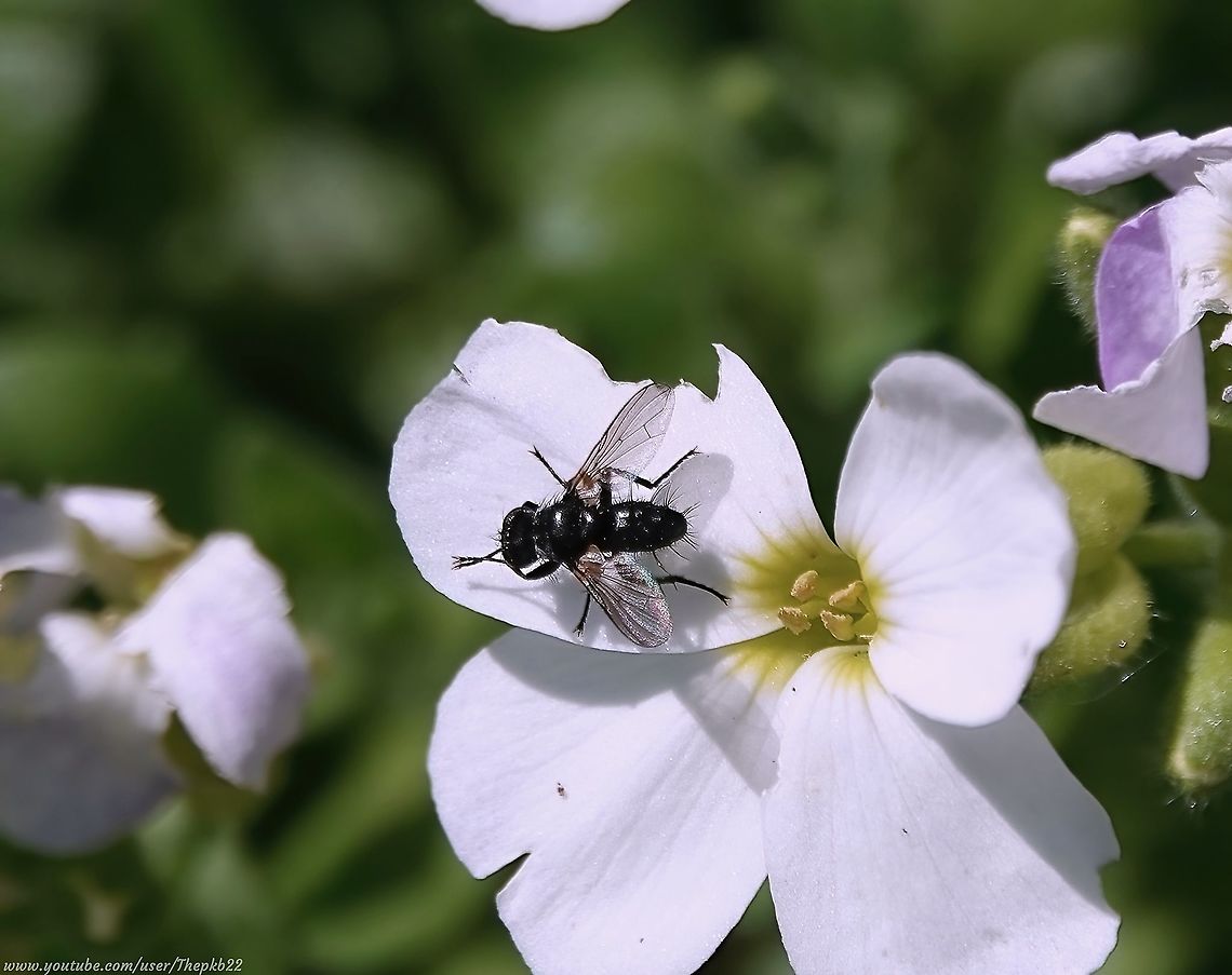 Tachnid fly - Phania funesta There are approx. 10,000 Tachnid flies world-wide with more being discovered all the time. <br />
<br />
Of these, 270 are found in the UK. Although, being an understudied family, relatively little is known about many of them.<br />
<br />
What is known is, they are almost all 'protelean parasitoids' of other insects, meaning they began life as a larvae parasite which consumed an individual host, before emerging as an independent adult.<br />
<br />
For further information on this particular species read the accompanying commentary with this video: <section class="video"><iframe width="448" height="282" src="https://www.youtube-nocookie.com/embed/HiWww7GUftY?hd=1&autoplay=0&rel=0" frameborder="0" allowfullscreen></iframe></section><br />
<br />
            Geotagged,Phania funesta,Spring,United Kingdom