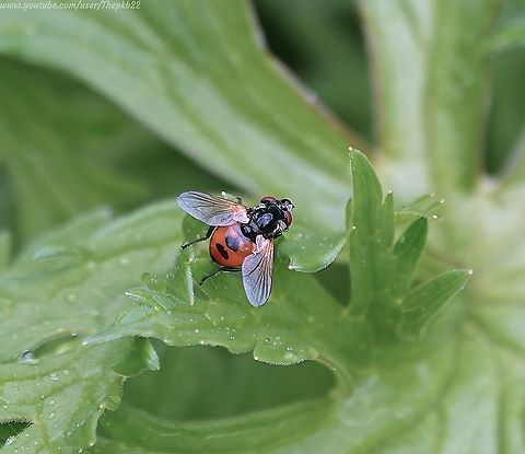 Tachnid fly - Gymnosoma rotundatum Another Tachnid fly (see my previous post, 'Phania funesta') and one which gives a hint of the wide variety of sizes, shapes and colours of Tachnid flies.

The word Gymnosoma, the name of the genus to which this fly belongs, translates as 'naked body', referring to the relative lack of hairy on the body compared to most Tachnids.

A more obvious association, and common name is 'Ladybird fly'.

See and read more here: https://www.youtube.com/watch?v=BvN5Uept9f0 Geotagged,Gymnosoma rotundatum,Spring,United Kingdom