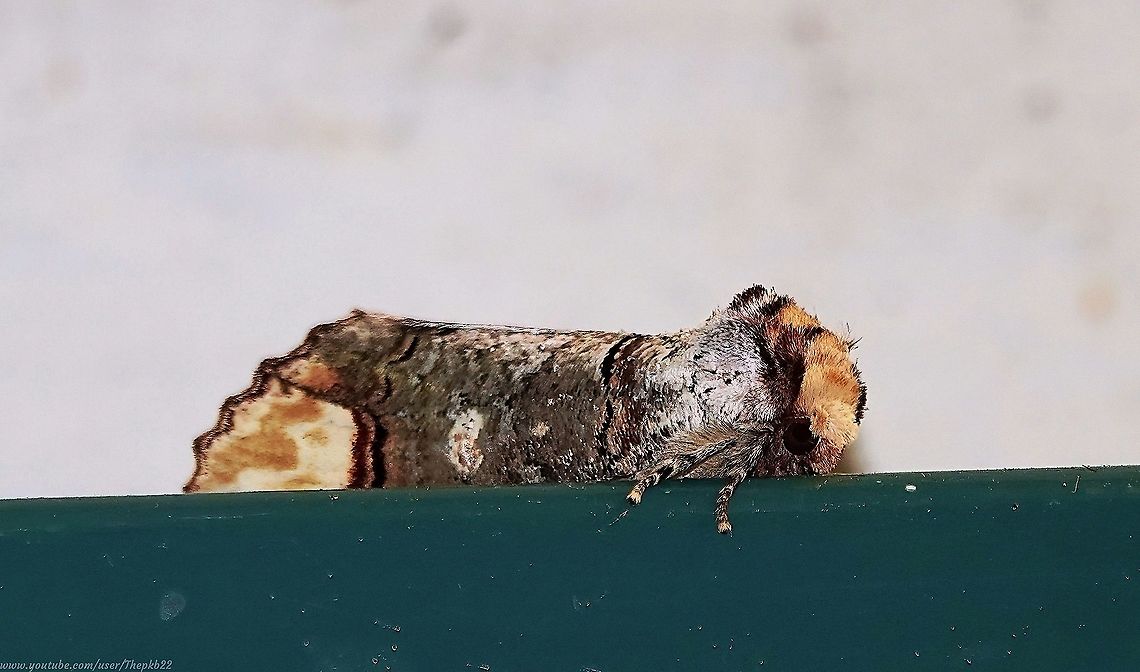 Buff-tip Moth (Phalera bucephala) Sometimes when I have posted about a particular species, another opportunity comes along for better video footage or photographs.<br />
<br />
So it was not long after I&#039;d finally found my very first example of this wonderful piece of natural engineering and disguise.<br />
<br />
Watch and read all about it here:     <section class="video"><iframe width="448" height="282" src="https://www.youtube-nocookie.com/embed/utlJ2-uuPi4?hd=1&autoplay=0&rel=0" frameborder="0" allowfullscreen></iframe></section>   Buff-tip,Geotagged,Phalera bucephala,Summer,United Kingdom